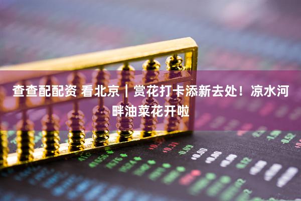 查查配配资 看北京｜赏花打卡添新去处！凉水河畔油菜花开啦